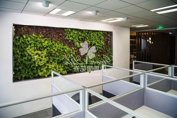 办公室植物绿墙